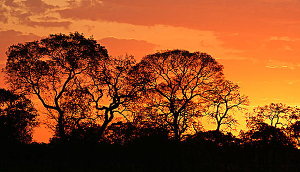 日落,潘塔纳尔,南马托格罗索州,巴西,南美