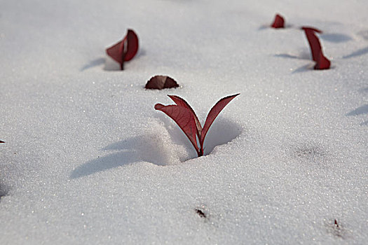 雪景