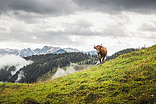 孤单,母牛,远景,山,提洛尔,奥地利