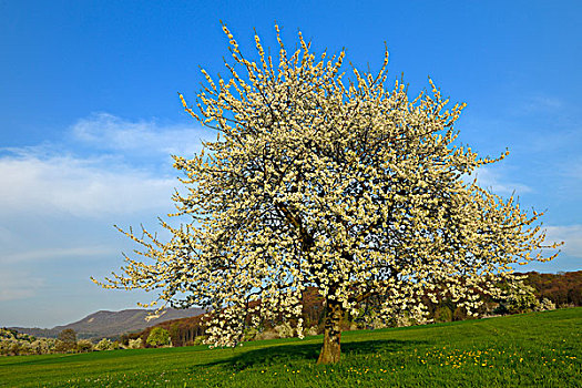 甜樱桃,树,生物保护区,巴登符腾堡,德国,欧洲