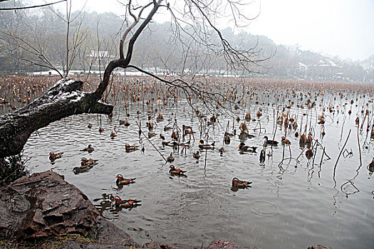 杭州,西湖,荷塘,荷叶,枯萎,干枯,死亡,冬天,平静,姿态,断桥,下雪,鸭子,鸳鸯,水禽,鸟