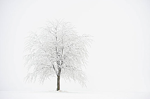 树,白霜,霜,巴伐利亚,德国,欧洲