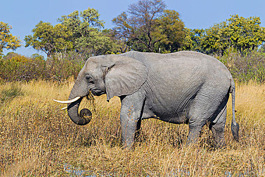 侧面,非洲象,进食,草地,奥卡万戈三角洲,博茨瓦纳,非洲