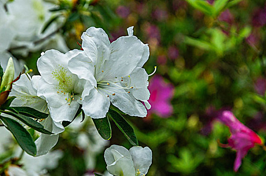 杜鹃花