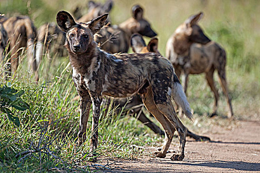 非洲野狗,非洲野犬属,克鲁格国家公园,南非,非洲