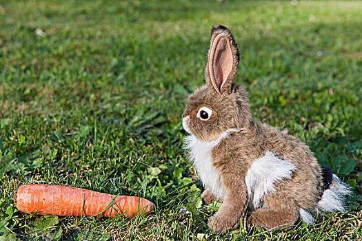 毛绒玩具,兔子,坐,草,胡萝卜