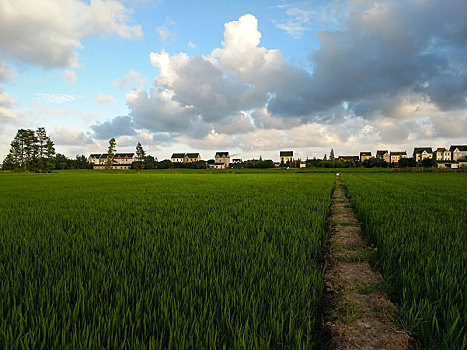 田园乡村,绿油油稻田