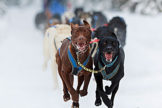 狗,跑,阿拉斯加,冬天