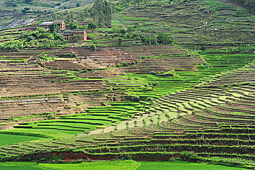 madagascar,ambalavao,spectacular,green,ricefield,in,rainy,season