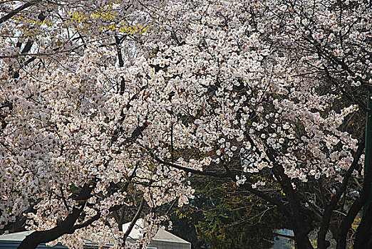 韩国樱花