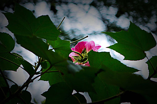 美艳的芙蓉花,木芙蓉,拒霜花,木莲,地芙蓉,华木