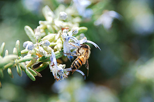 蜜蜂,授粉,花,芽