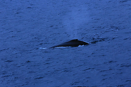 南极鲸鱼换气