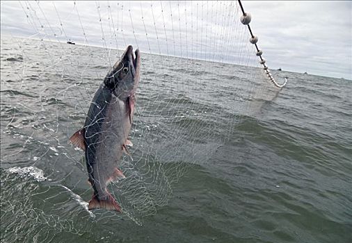 孤单,红鳟鱼,网,捕鱼,地区,布里斯托湾
