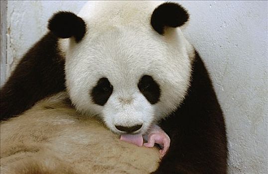 大熊猫,俘获,新生,哺乳,钟点,老,幼兽,中国,研究中心,卧龙自然保护区