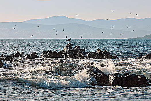 法国,里维埃拉,圣特鲁佩斯,海湾,海鸥,岩石上,海边