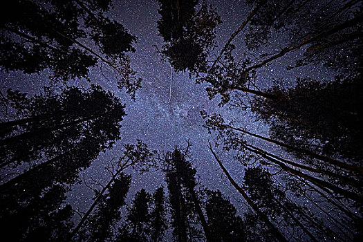 大树,星空,天空,仰视,艾伯塔省,加拿大
