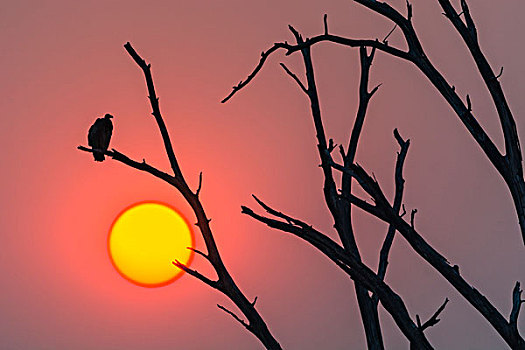 博茨瓦纳,奥卡万戈三角洲,白背兀鹫,白背秃鹫,剪影,日出