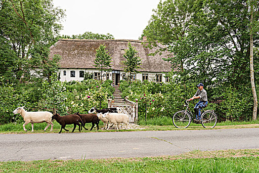 绵羊,骑车,自行车,户外,传统,农舍
