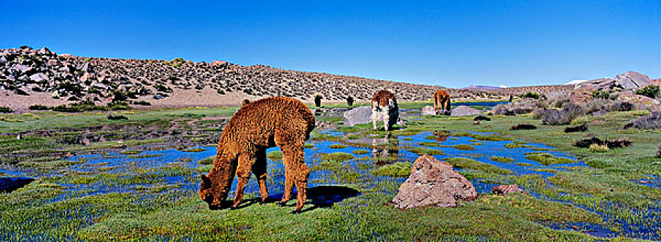 羊驼,高原,安迪斯山脉,南美,放牧,草场,湿地,拉乌卡国家公园,智利