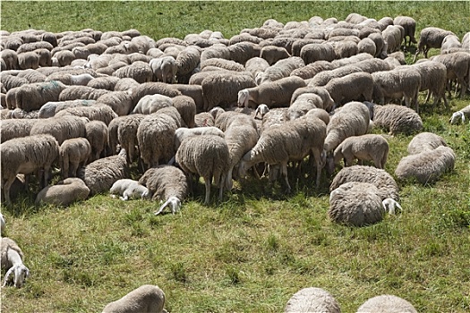 羊羔,绵羊,成群,山