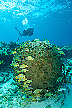 潜水者,珊瑚,礁石
