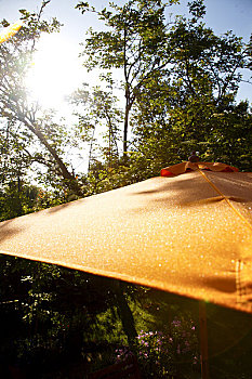 特写,橙色,伞,早晨,阳光