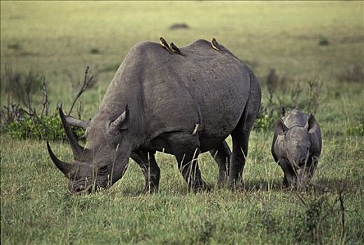 黑犀牛,马赛马拉,肯尼亚