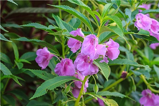 凤仙花属植物,植物