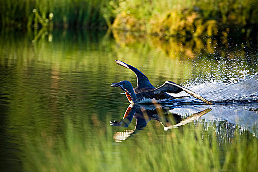 潜鸟,水中,瑞典