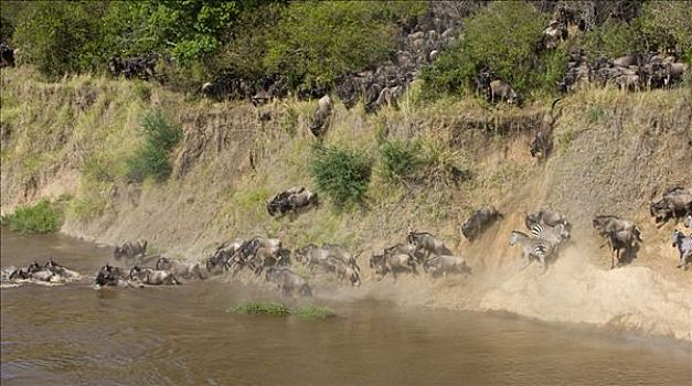 蓝色,角马,马拉河,马赛马拉国家保护区,肯尼亚,东非