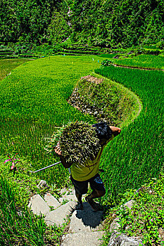 男人,稻米,稻米梯田,巴纳韦,北方,吕宋岛,菲律宾