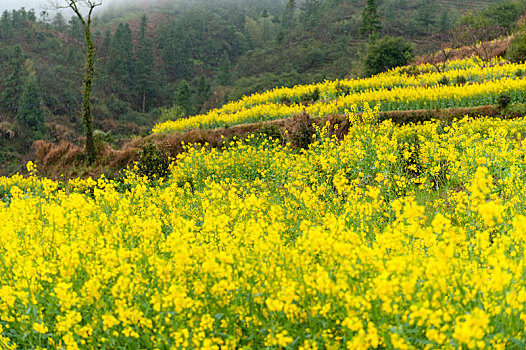 田野间开满了金黄色的油菜花