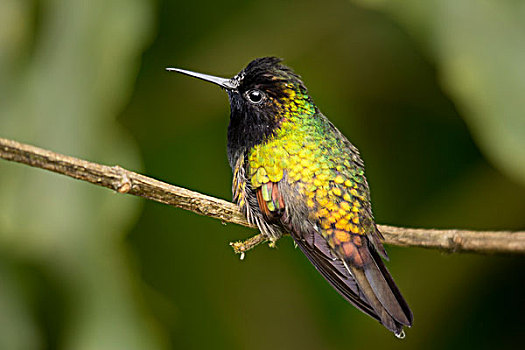 蜂鸟,雾林,哥斯达黎加