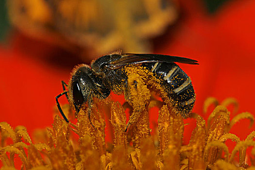 侧面,大黄蜂,授粉,花,膜翅目,蜜蜂科
