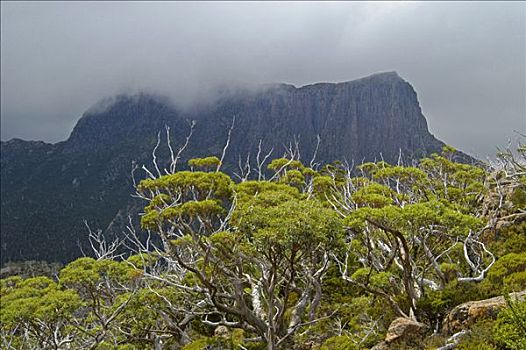 卫城,乌云,风景,迷宫,靠近,松树,山谷,奥弗兰,摇篮山,国家公园,塔斯马尼亚,澳大利亚