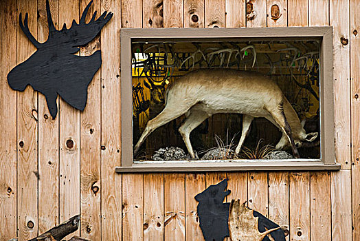 佛蒙特州,动物剥制标本,橱窗