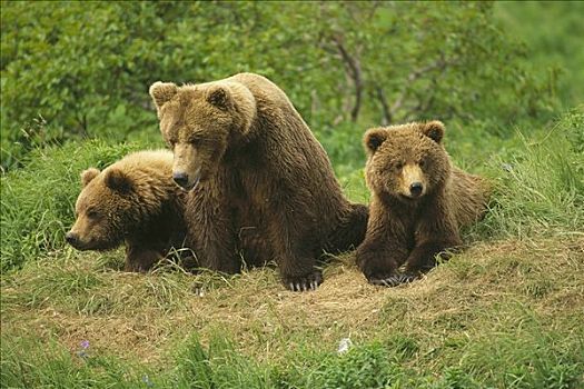 大灰熊,棕熊,卡特麦国家公园,阿拉斯加