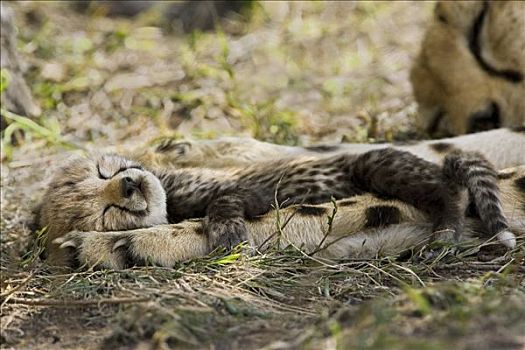 印度豹,猎豹,白天,老,幼兽,休息,腿,鸟窝,马赛马拉,自然保护区,肯尼亚