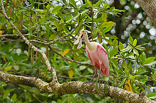 粉红琵鹭,栖息,枝条,蓬塔雷纳斯省,哥斯达黎加,北美