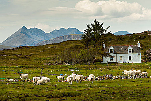 苏格兰,高地,绵羊,放牧,斯凯岛
