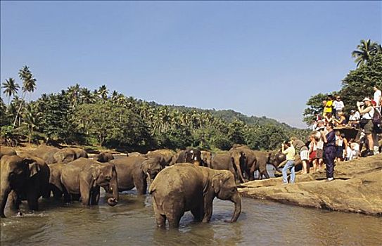 斯里兰卡,游客,看,大象,动物收容院,靠近,糖果,无肖像权