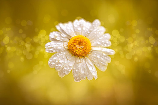 雏菊,水滴,黄色