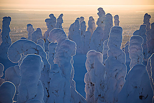 日落,冰冻,树,国家公园,拉普兰,芬兰