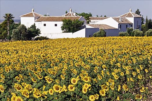 向日葵,农舍,安达卢西亚,西班牙