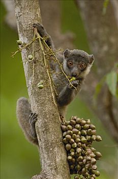 獴美狐猴,雌性,棕榈果,脆弱,西部,落叶林,自然保护区,马达加斯加