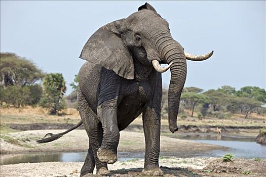 坦桑尼亚,国家公园,大象,展示,强势,河