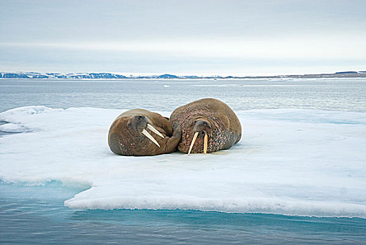 格陵兰,海洋,挪威,斯瓦尔巴群岛,斯匹次卑尔根岛,海象,一对,成年,休息,漂浮,海冰