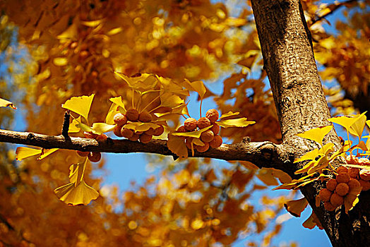 公園里秋天金黃色的銀杏樹