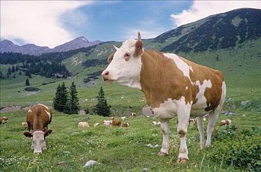 牛,母牛,放牧,草场,提洛尔,奥地利,欧洲